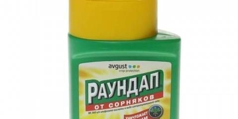 Pregled od korova: recenzije, kako uzgajati